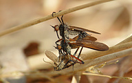 Mating Large Dance Flies (Empis tessellata)